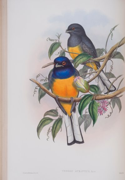 Trogon Aurantius, plate from The Birds of Great Britain by John Gould by John Gould